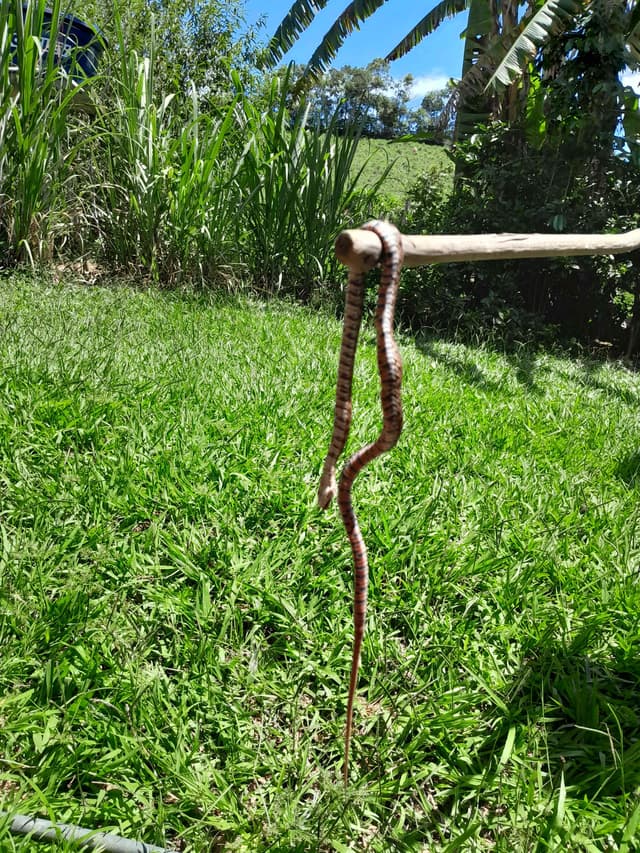 Falsa coralilla - Oxyrhopus clathratus