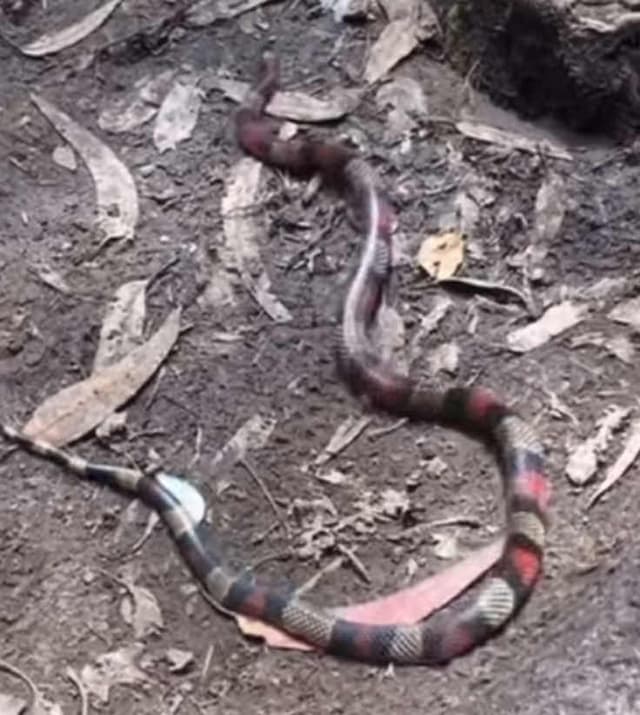 Serpiente falsa coral - Oxyrhopus petolarius