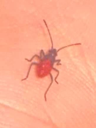 Leptoglossus (pulgón con patrones en forma de cometa)