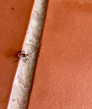 Leptoglossus (pulgón con patrones en forma de cometa)