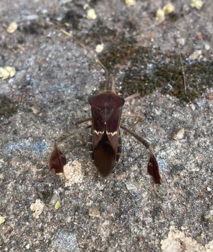 Chinche odorifera - Leptoglossus gonagra