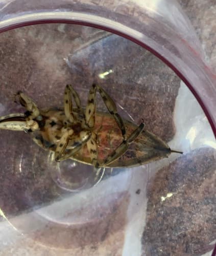 Mosca de encaje - Corythucha marmorata