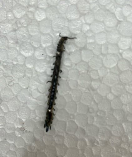 Oruga de Cósida - larva