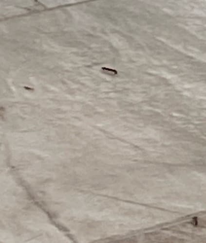 Polilla Carpintera -  unknown