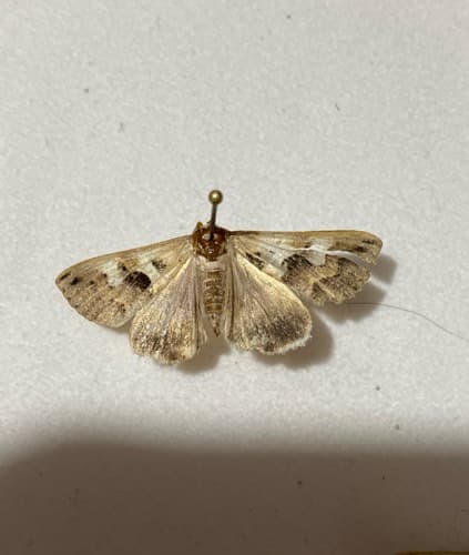 Polillas de la familia Crambidae -