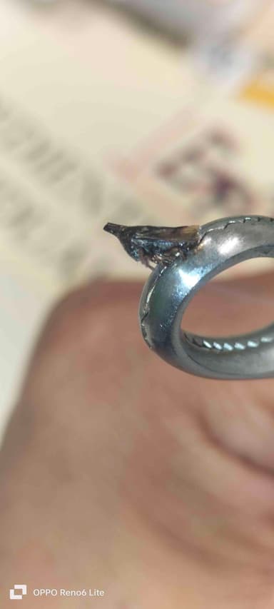 Gusano de la familia Crambidae (Desmia sp.)