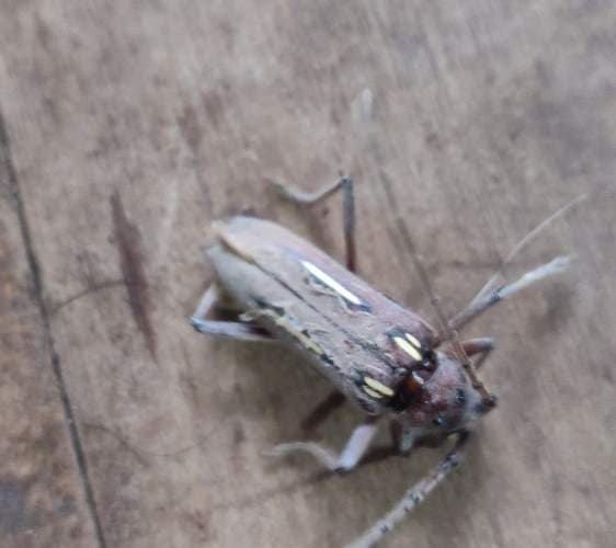 Gusano cogollero - Diaphania Diaphania hyalinata