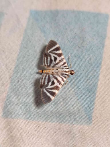 Polilla de la bandera (Glyphodes sibillalis)