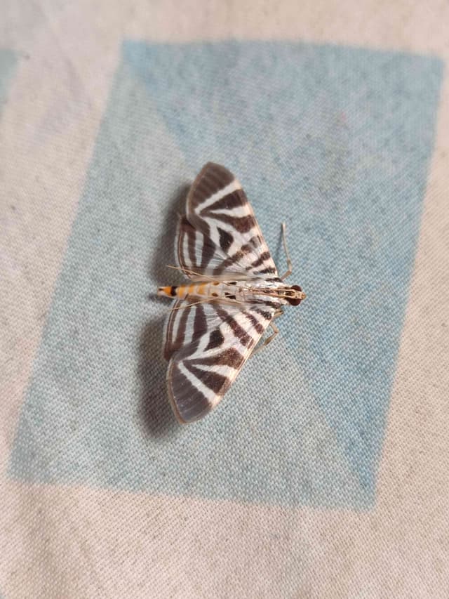Polilla de la bandera (Glyphodes sibillalis) - Glyphodes Glyphodes sibillalis