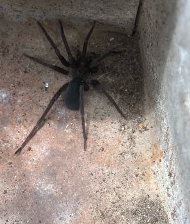 Araña errante