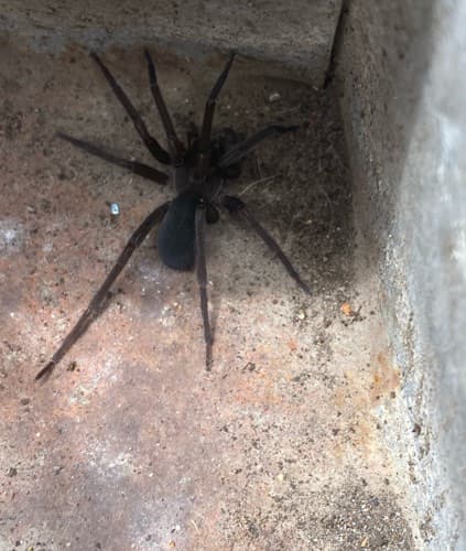 Araña errante -
