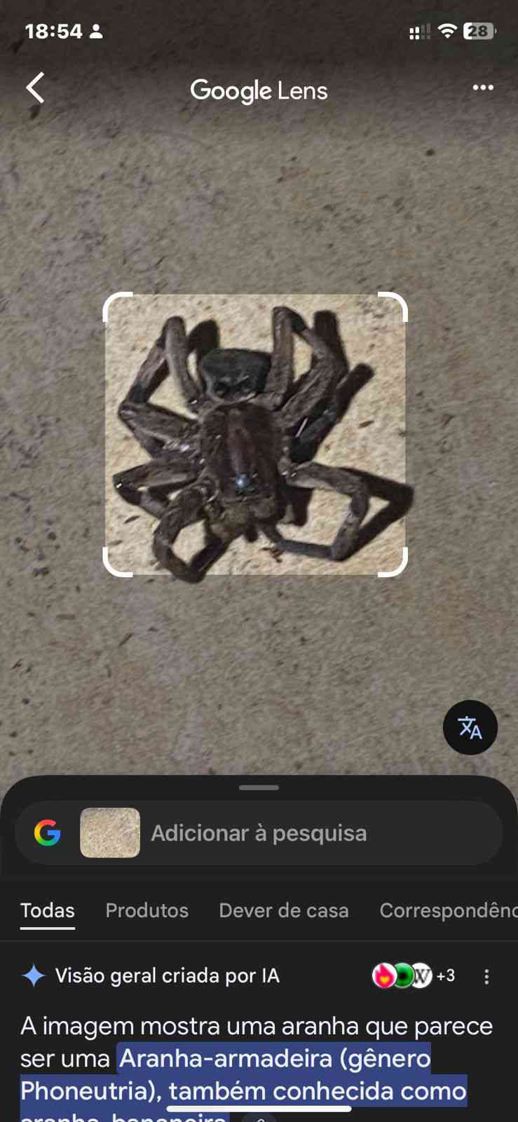 Araña bananera - Phoneutria