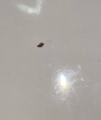 Queso de arroz, gorgojo de la harina