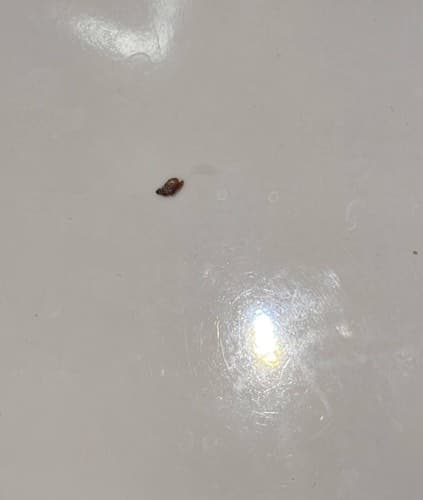 Queso de arroz, gorgojo de la harina - Oryzaephilus surinamensis