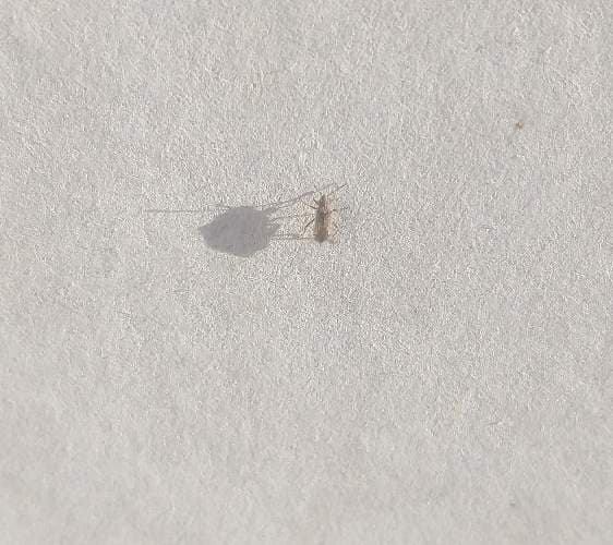 Mosquito común - Culex pipiens