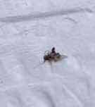 Zancudo doméstico trompetero