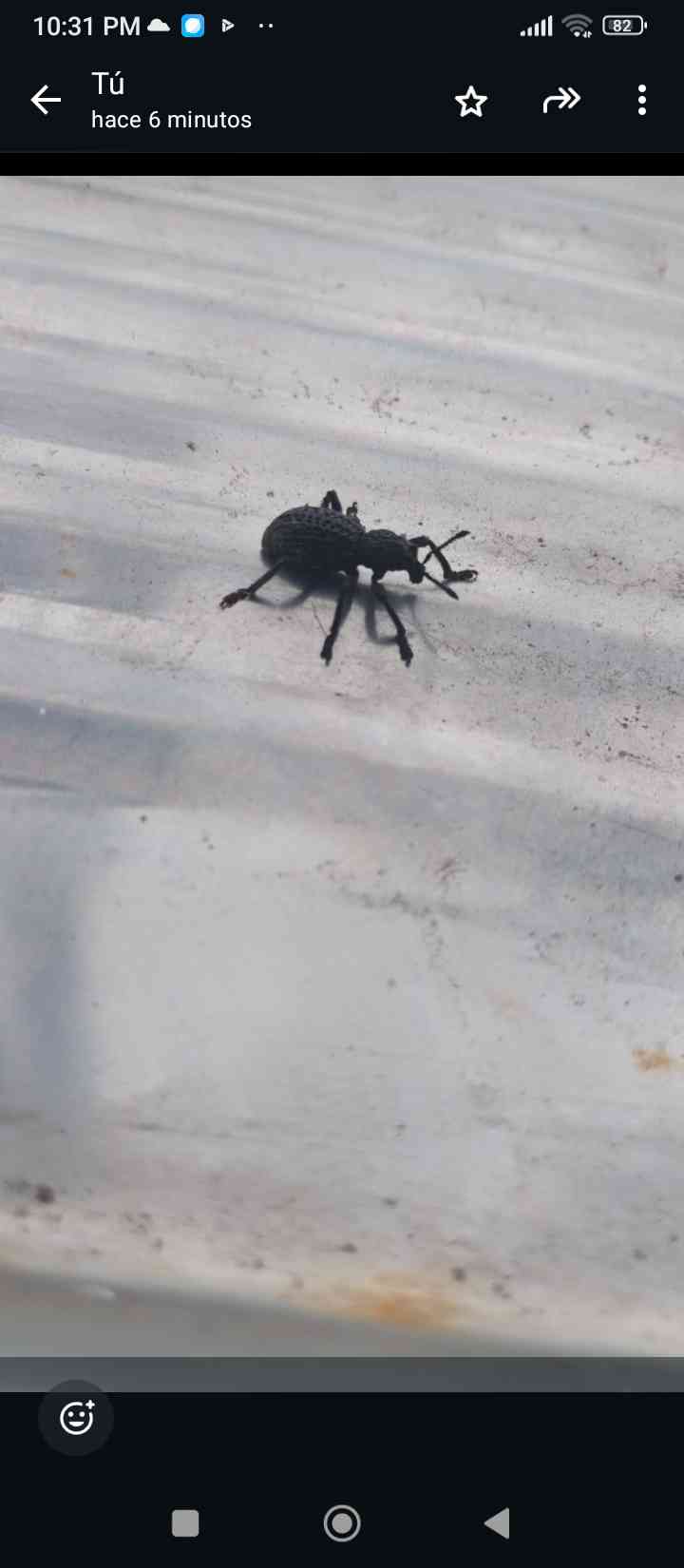 Chinche de la piña o gorgojo de la piña - Aegorhinus superciliosus