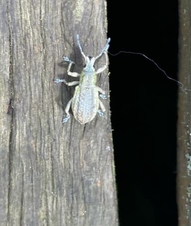 Gorgojo de anillo dorado