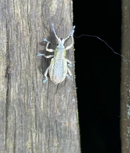 Gorgojo de anillo dorado - Compsus Compsus auricephalus