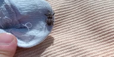 Gorgojo de la raíz (Naupactus sp.)