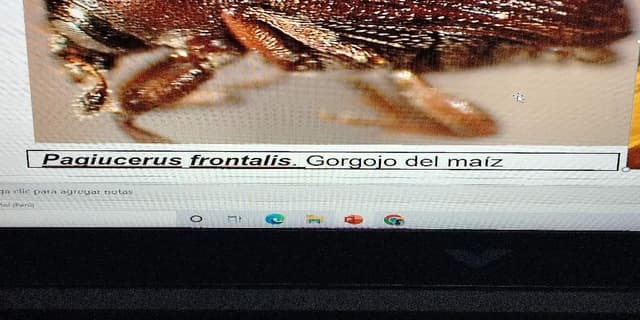 Gorgojo de la madera - Pagiocerus frontalis