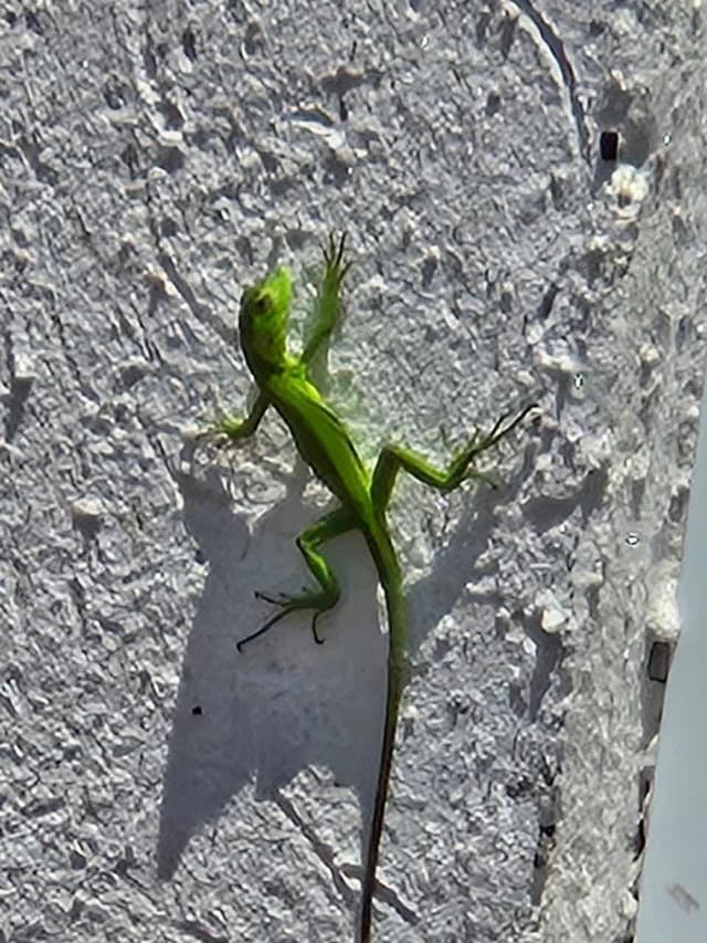 Anolis verde - Anolis carolinensis