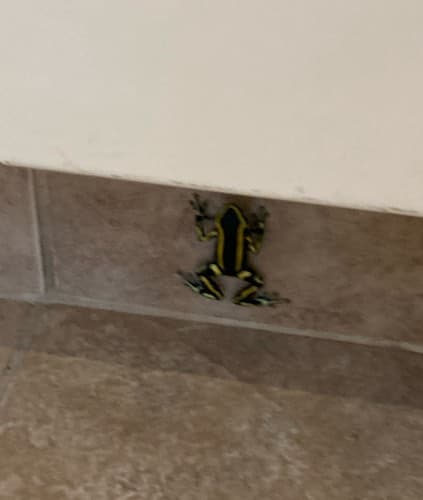 Rana dardo Dendrobates tinctorius - Dendrobates tinctorius