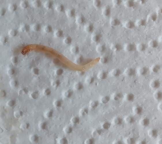 Escarabajo derméstido -