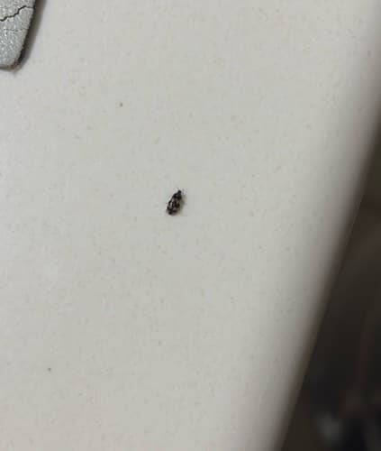 Escarabajo de los tapices - Anthrenus verbasci