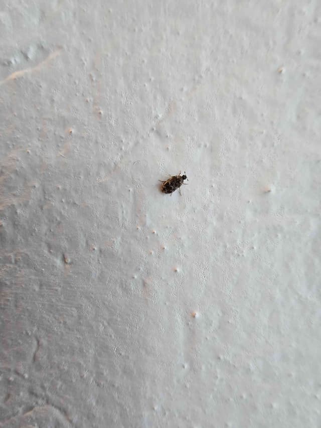 Escarabajo Derméstido - Attagenus Attagenus unicolor