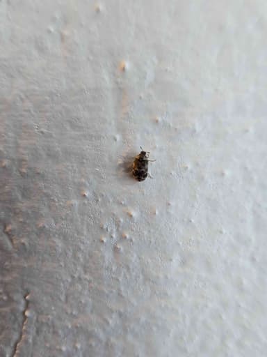 Escarabajo de alfombra negra