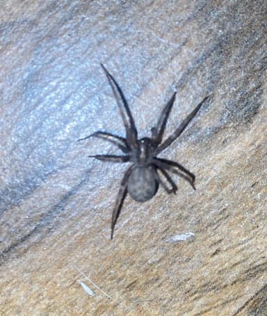 Araña del revestimiento común