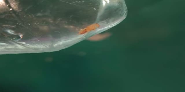 Mosca de la Fruta - Drosophila