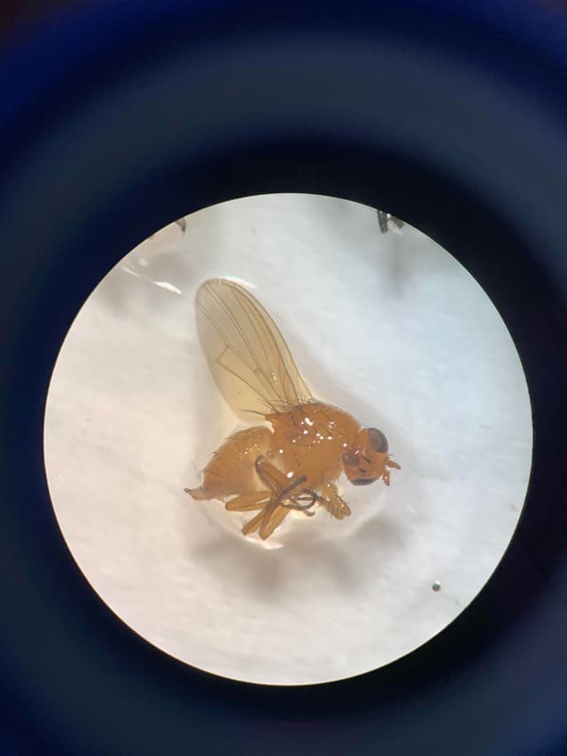 Mosca de la fruta - Drosophila melanogaster
