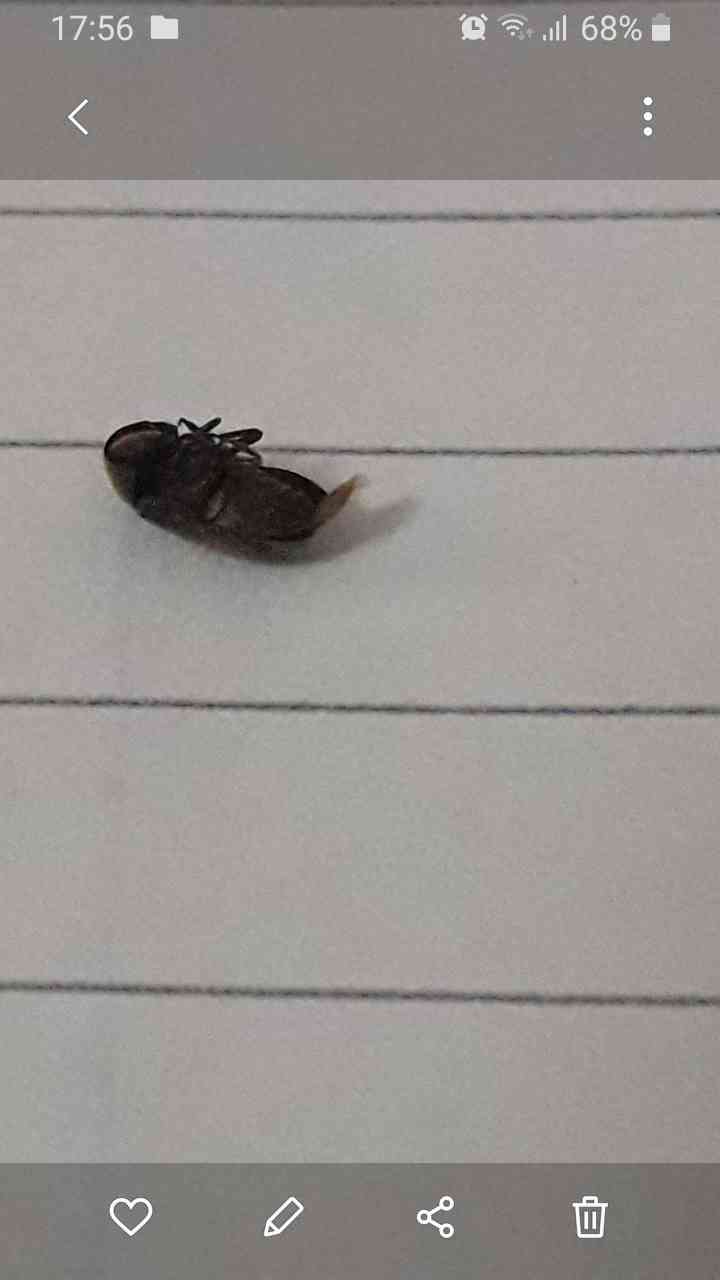 Insecto saltamontes metálico -