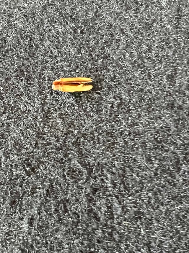 Insecto saltamontes metálico -