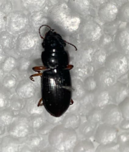 Escarabajo saltador - luridus