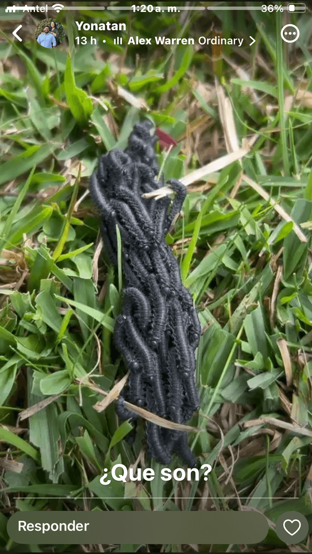Polilla de la familia Erebidae -
