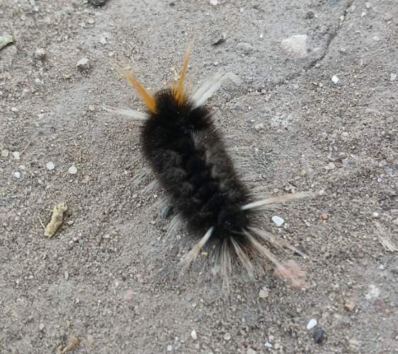 Polilla Americana - Acronicta Acronicta americana