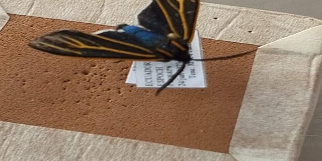 Polilla Cisthene - Cisthene