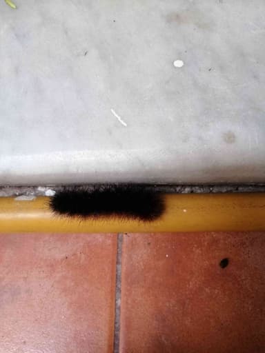 Gusano tigre o Oruga tigre