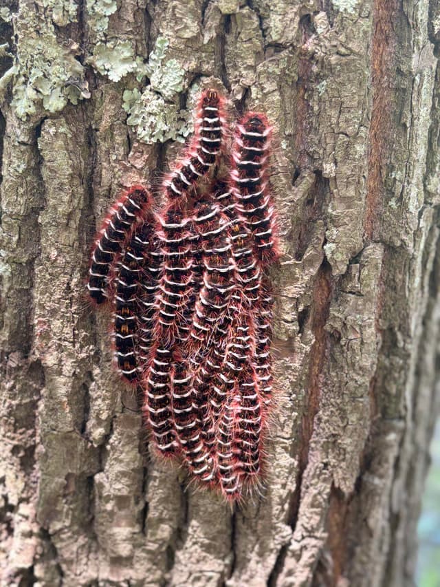 Oruga Lonomia obliqua - Lonomia obliqua