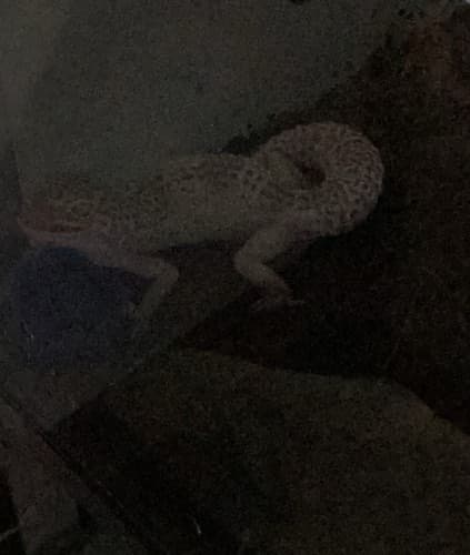 Geco leopardo - Eublepharis macularius