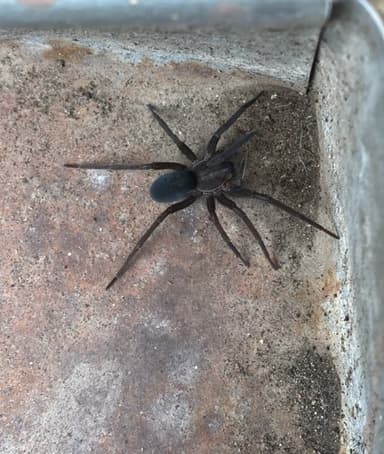 Araña casera del sur