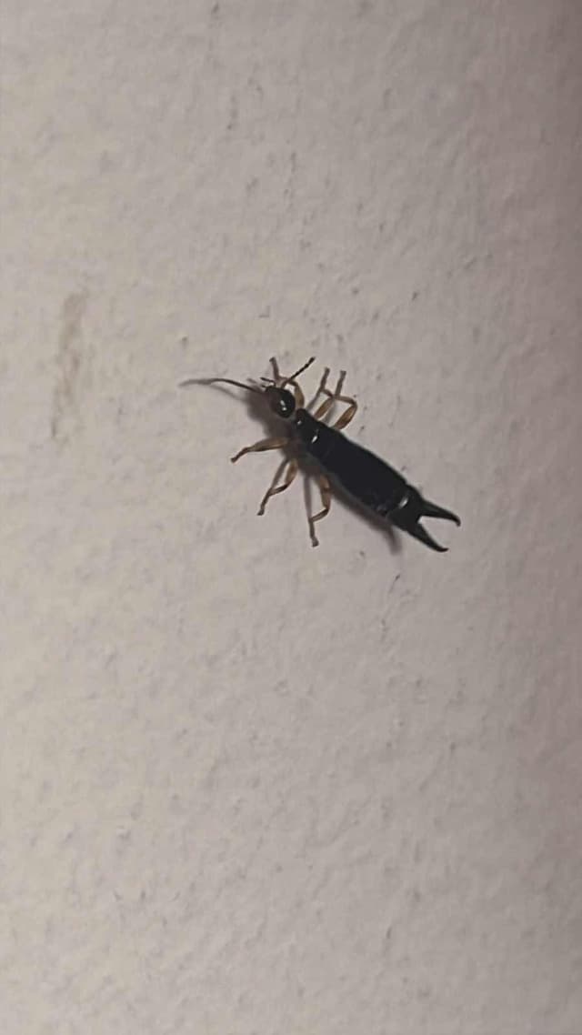Tijerilla (Forficulidae Forficula sp.) - Forficula