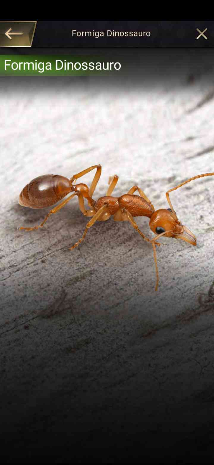 Hormiga -