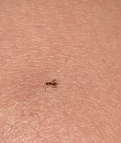 Hormiga - ant
