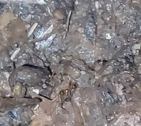 Hormiga cortadora - Atta