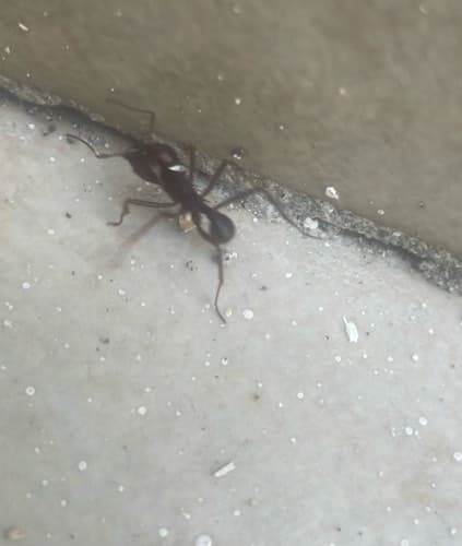 Hormiga carpentera - Camponotus