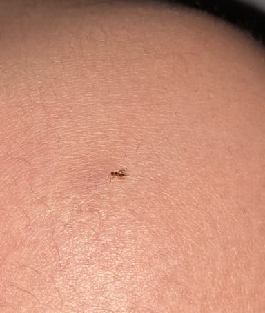 Hormiga Carpintera Roja